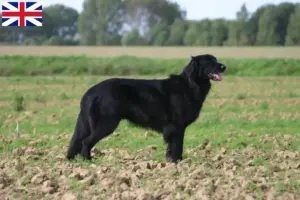 Read more about the article Criadores de Hovawart e cachorros na Grã-Bretanha