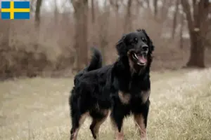 Read more about the article Criadores de Hovawart e cachorros na Suécia