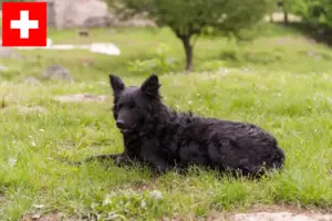Read more about the article Criadores de Hrvatski ovčar e cachorros na Suíça