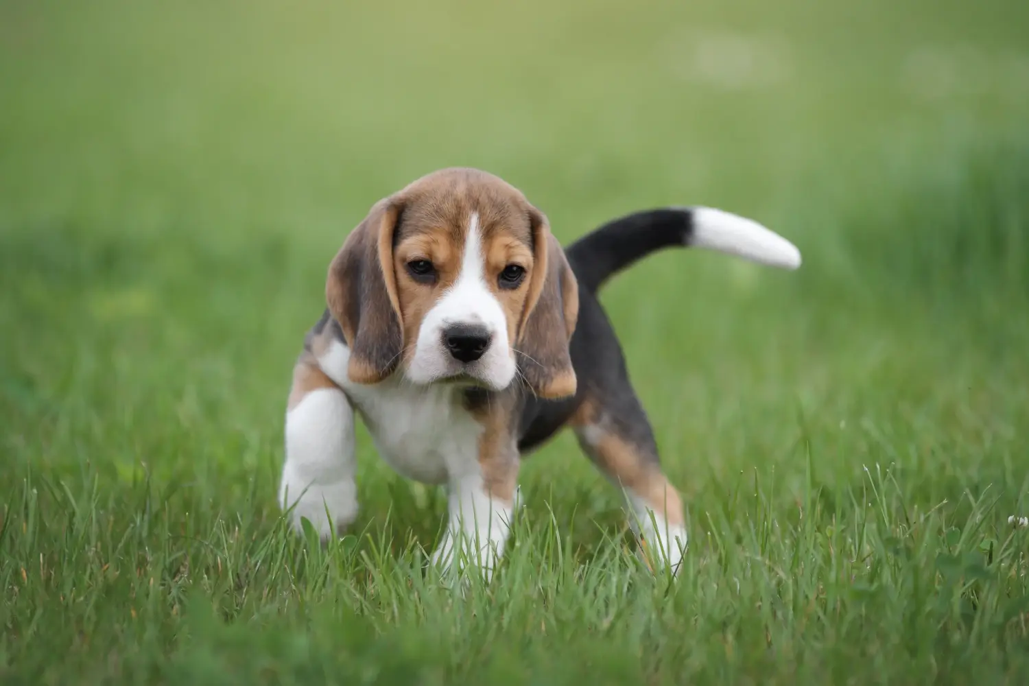 Comprar um cachorro Beagle significa assumir a responsabilidade! Comprar cachorros Beagle.