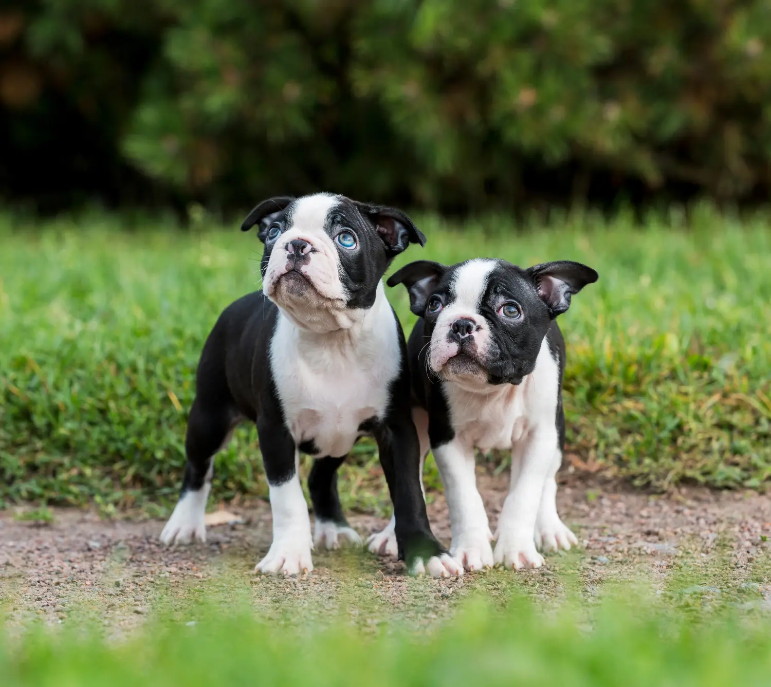 Comprar um cachorro Boston Terrier significa assumir responsabilidades! Comprar cachorros Boston Terrier.