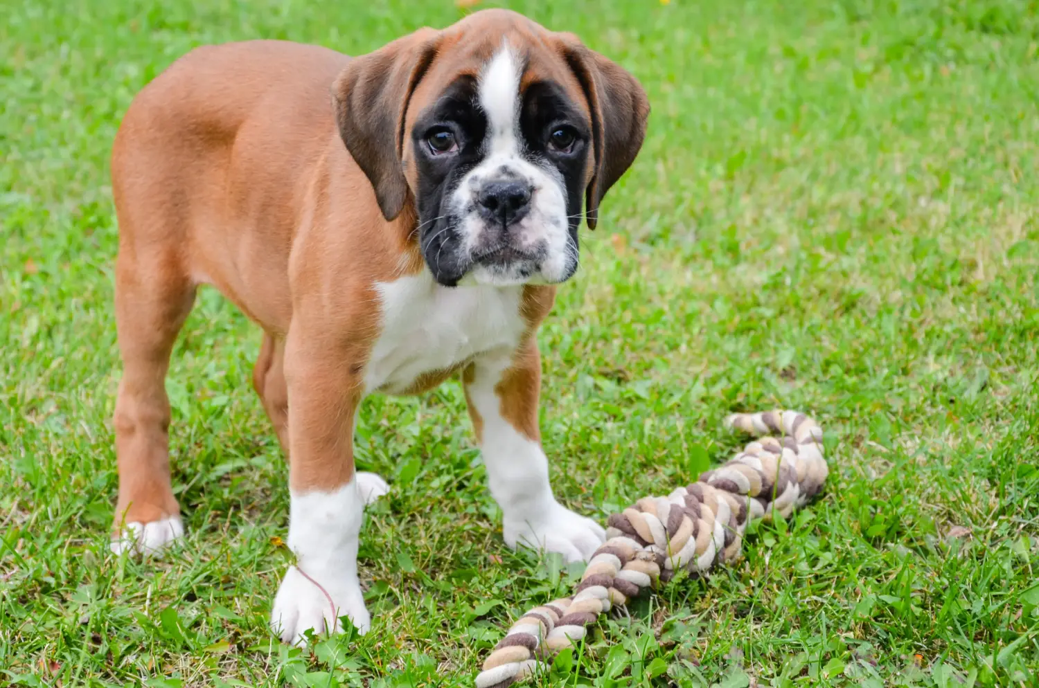 Comprar um cachorro Boxer significa assumir a responsabilidade! Comprar cachorros Boxer.