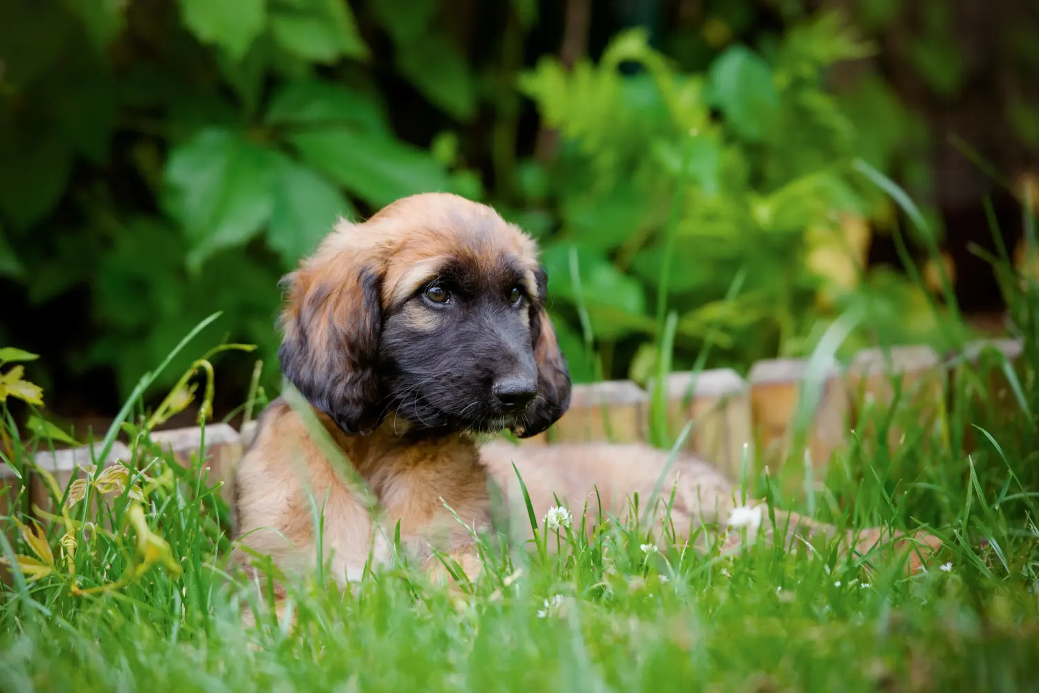 Comprar um cachorro Afghan Hound significa assumir responsabilidades! Comprar cachorros galgos afegãos.