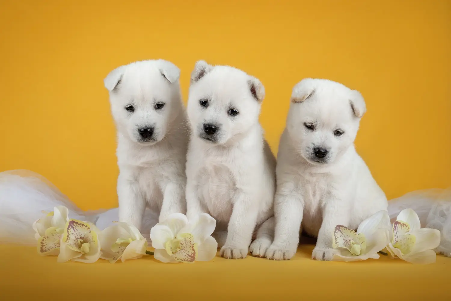 Comprar um cachorro Kishu significa assumir a responsabilidade! Comprar cachorros Kishu.