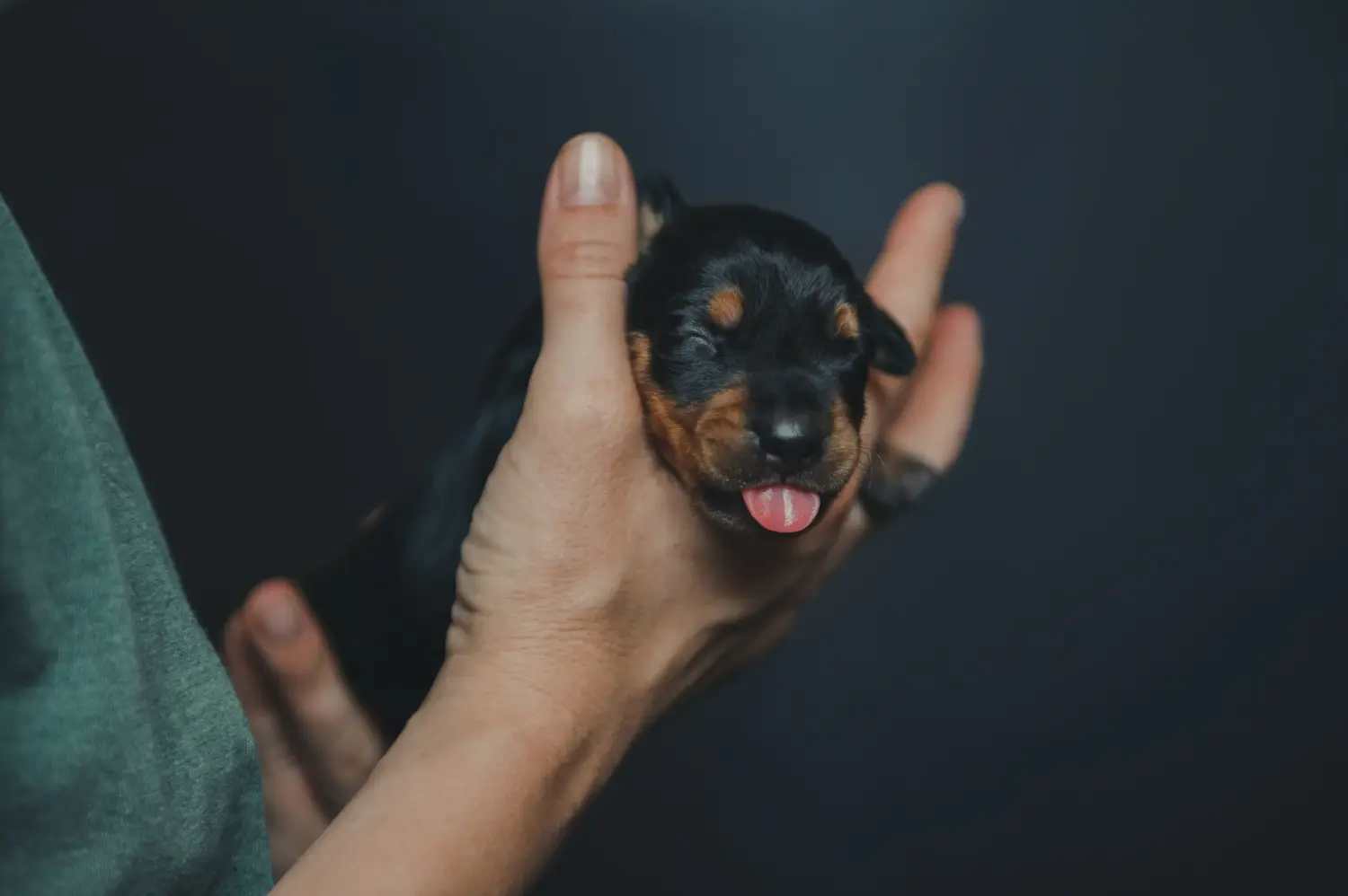 Comprar um cachorro Pinscher Alemão significa assumir responsabilidades! Comprar cachorros Pinscher alemão.