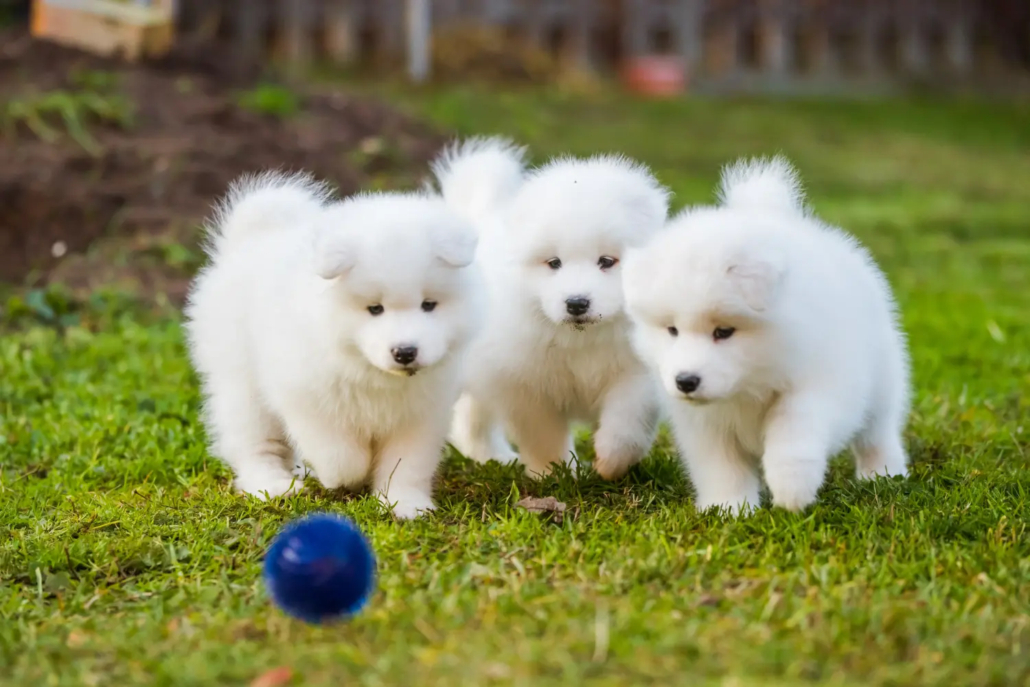 Comprar um cachorro Samoieda significa assumir responsabilidades! Comprar cachorros Samoieda.