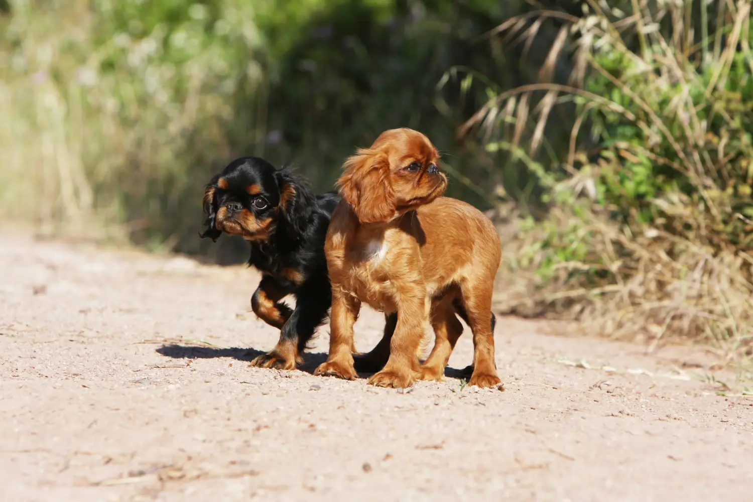 Comprar um cachorro King Charles Spaniel significa assumir responsabilidades! Comprar cachorros King Charles Spaniel.