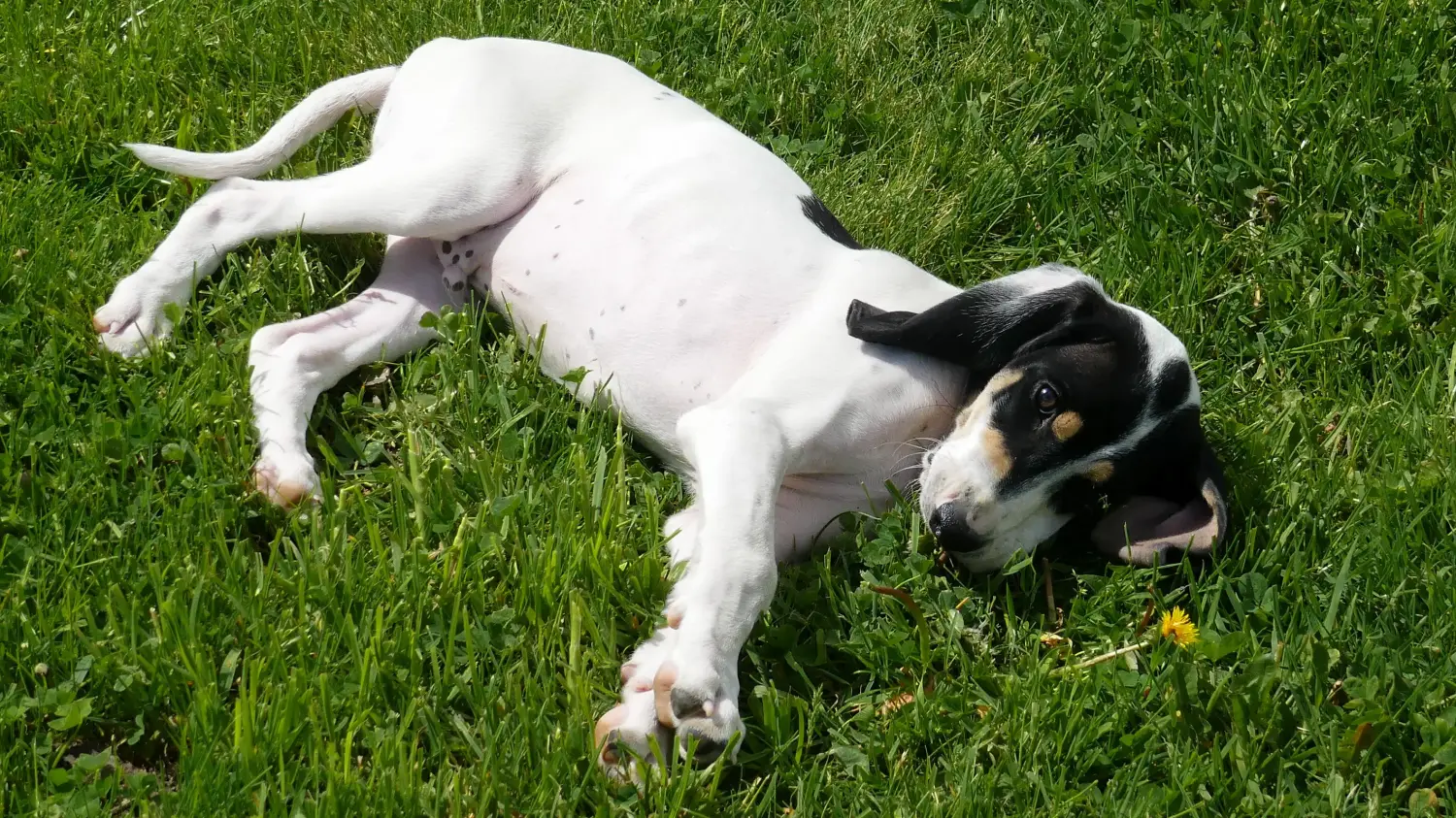 Comprar um cachorro Ariégeois é assumir uma responsabilidade! Comprar cachorros Ariégeois.
