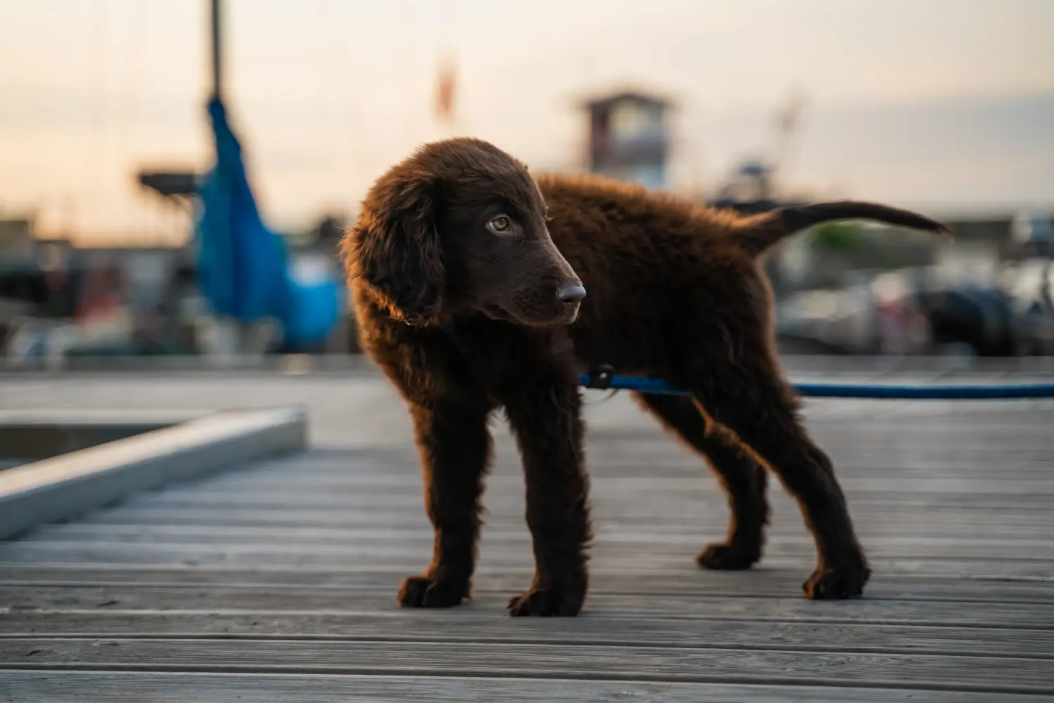 Comprar um cachorro Flat Coated Retriever significa assumir a responsabilidade! Comprar cachorros Flat Coated Retriever.