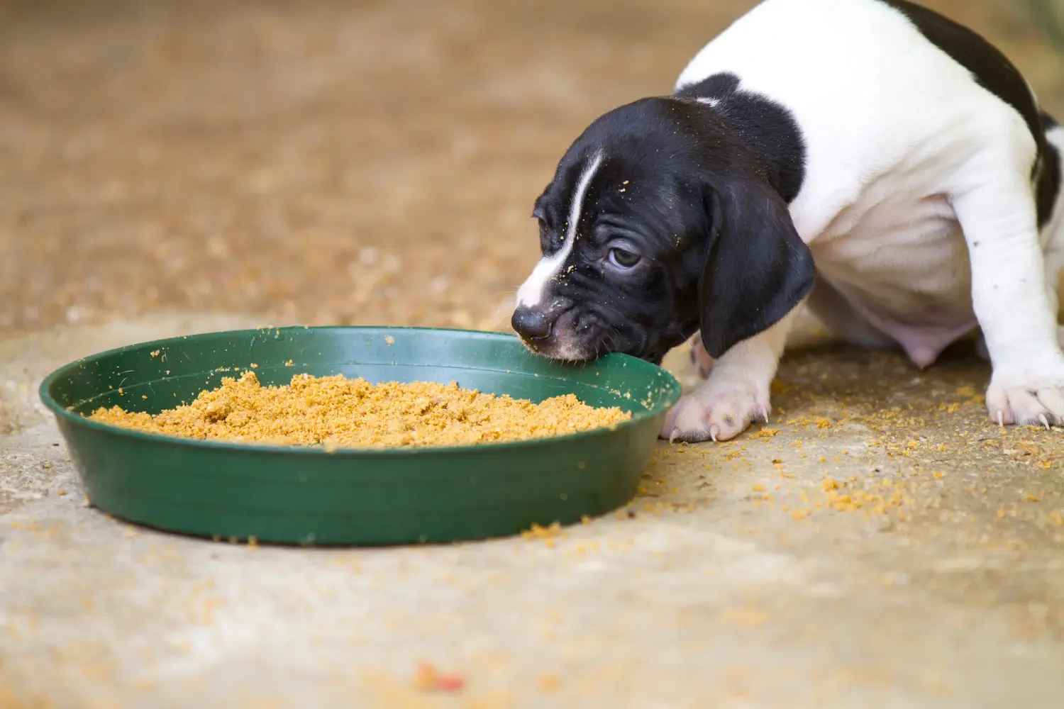 Comprar um cachorro Pointer Inglês significa assumir a responsabilidade! Comprar cachorros Pointer inglês.