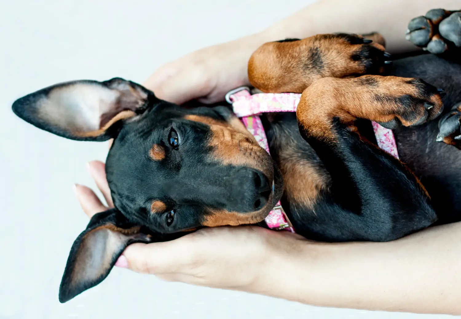 Comprar um cachorro Manchester Terrier significa assumir responsabilidades! Comprar cachorros de Manchester Terrier.