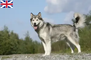 Read more about the article Criadores de Husky e cachorros na Grã-Bretanha