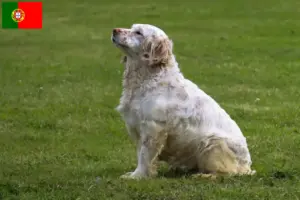 Read more about the article Criadores de Clumber Spaniel e cachorros em Portugal