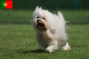 Read more about the article Criadores de Löwchen e cachorros em Portugal
