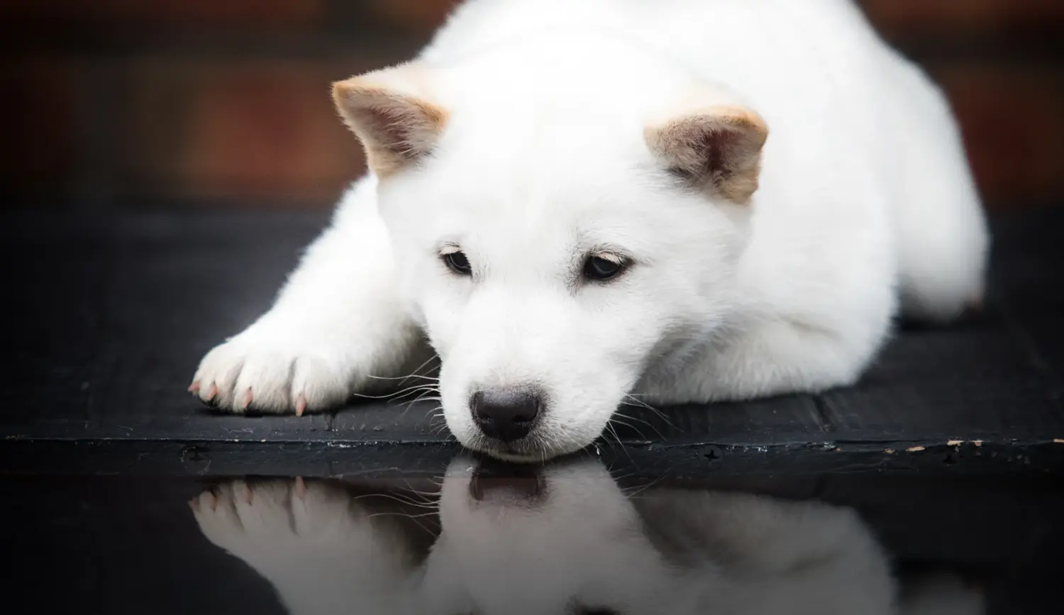 Comprar um cachorro Hokkaido significa assumir a responsabilidade! Comprar cachorros Hokkaido.