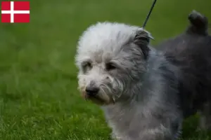 Read more about the article Irish Glen of Imaal Terrier criadores e cachorros na Dinamarca