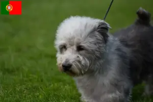Read more about the article Irish Glen of Imaal Terrier criadores e cachorros em Portugal