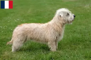 Read more about the article Irish Glen of Imaal Terrier criadores e cachorros em França