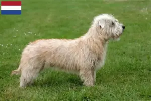Read more about the article Irish Glen of Imaal Terrier criadores e cachorros nos Países Baixos