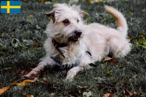 Read more about the article Criadores e cachorros de Irish Glen of Imaal Terrier na Suécia