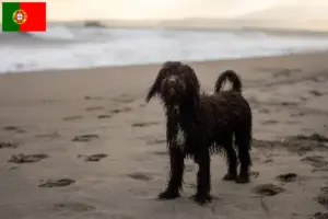 Read more about the article Criadores de Irish Water Spaniel e cachorros em Portugal
