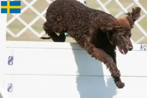 Read more about the article Criadores de Irish Water Spaniel e cachorros na Suécia