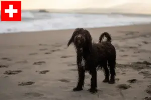 Read more about the article Criadores de Irish Water Spaniel e cachorros na Suíça