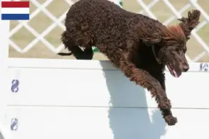 Read more about the article Criadores de Irish Water Spaniel e cachorros nos Países Baixos