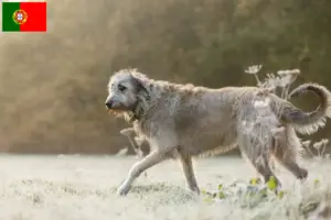 Read more about the article Criadores de Irish Wolfhound e cachorros em Portugal