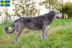 Read more about the article Criadores de Irish Wolfhound e cachorros na Suécia