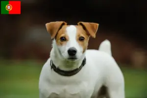 Read more about the article Criadores de Jack Russell e cachorros em Portugal