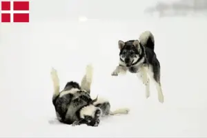 Read more about the article Criadores de Jämthund e cachorros na Dinamarca