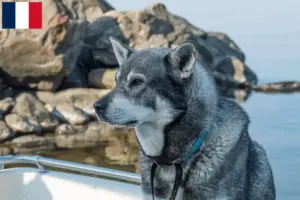 Read more about the article Criadores de Jämthund e cachorros em França