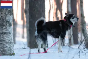Read more about the article Criadores de Jämthund e cachorros nos Países Baixos