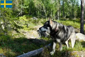 Read more about the article Criadores de Jämthund e cachorros na Suécia