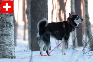 Read more about the article Criadores de Jämthund e cachorros na Suíça