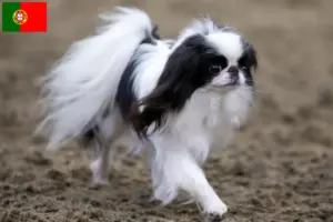 Read more about the article Japão Chin criadores e cachorros em Portugal