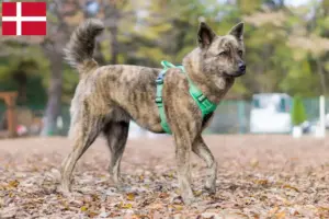 Read more about the article Kai criador e cachorros na Dinamarca