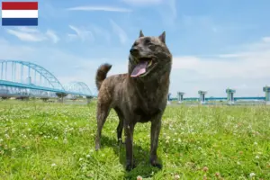 Read more about the article Criadores de Kai e cachorros nos Países Baixos