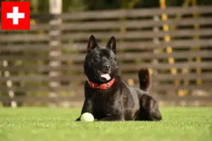 Read more about the article Criadores de Kai e cachorros na Suíça