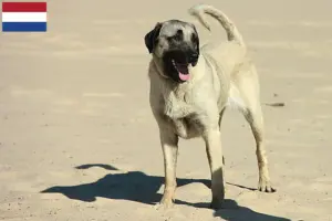Read more about the article Criadores de Kangal e cachorros nos Países Baixos