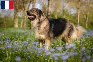 Read more about the article Criadores de Karst Sheepdog e cachorros em França
