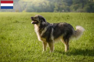 Read more about the article Criadores de Karst Sheepdog e cachorros nos Países Baixos