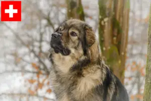 Read more about the article Criadores de Karst Sheepdog e cachorros na Suíça