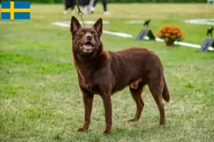 Read more about the article Criadores de Kelpie australiano e cachorros na Suécia
