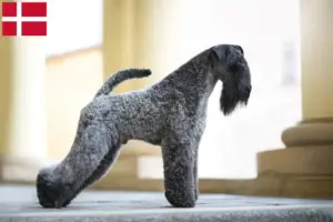 Read more about the article Criadores de Kerry Blue Terrier e cachorros na Dinamarca