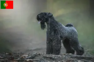 Read more about the article Criadores de Kerry Blue Terrier e cachorros em Portugal