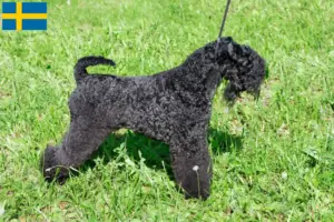 Read more about the article Criadores de Kerry Blue Terrier e cachorros na Suécia