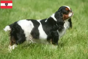 Read more about the article Criadores de King Charles Spaniel e cachorros na Áustria