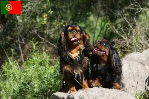 Read more about the article Criadores de King Charles Spaniel e cachorros em Portugal